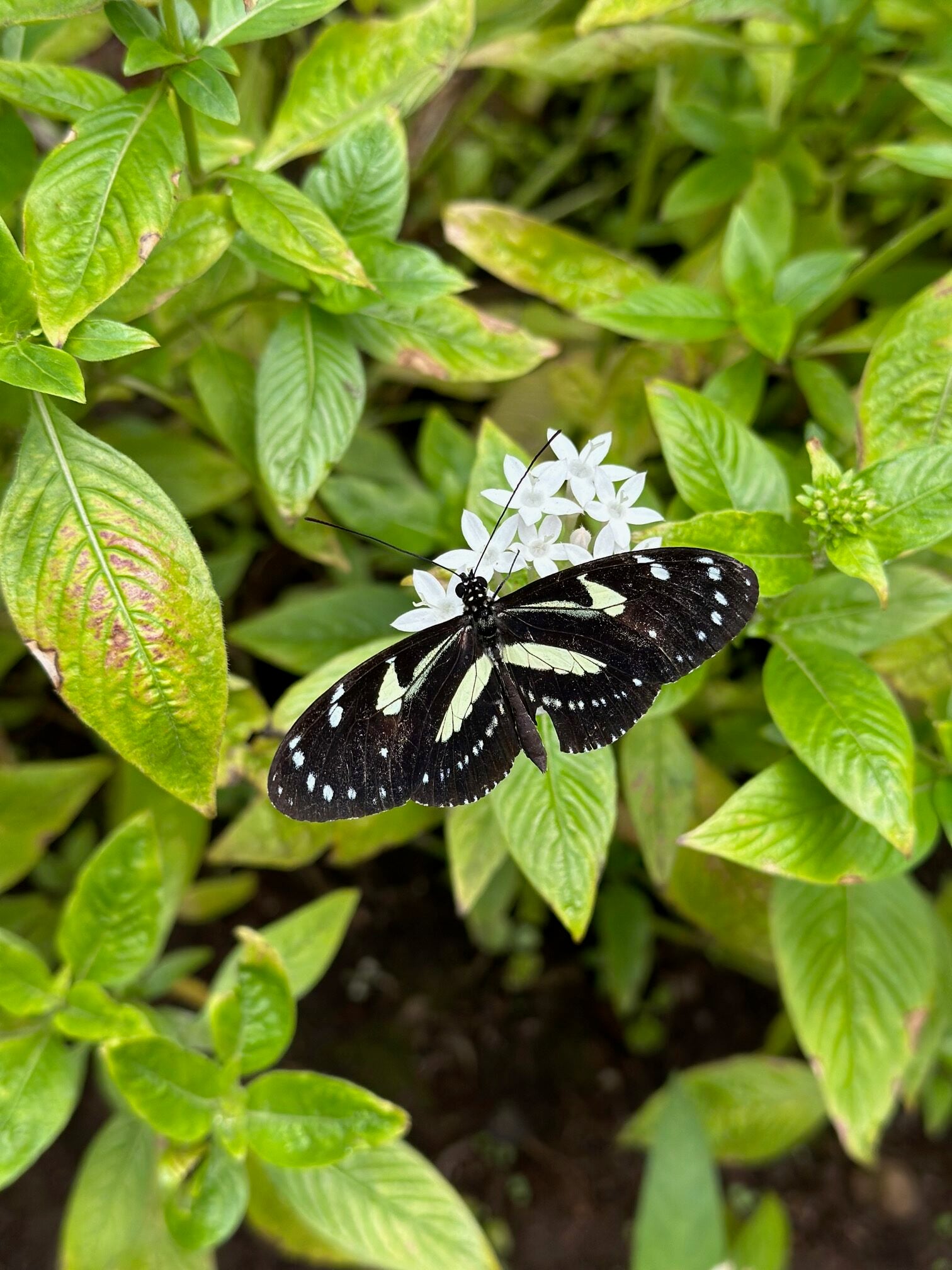 Butterfly on a bush. 