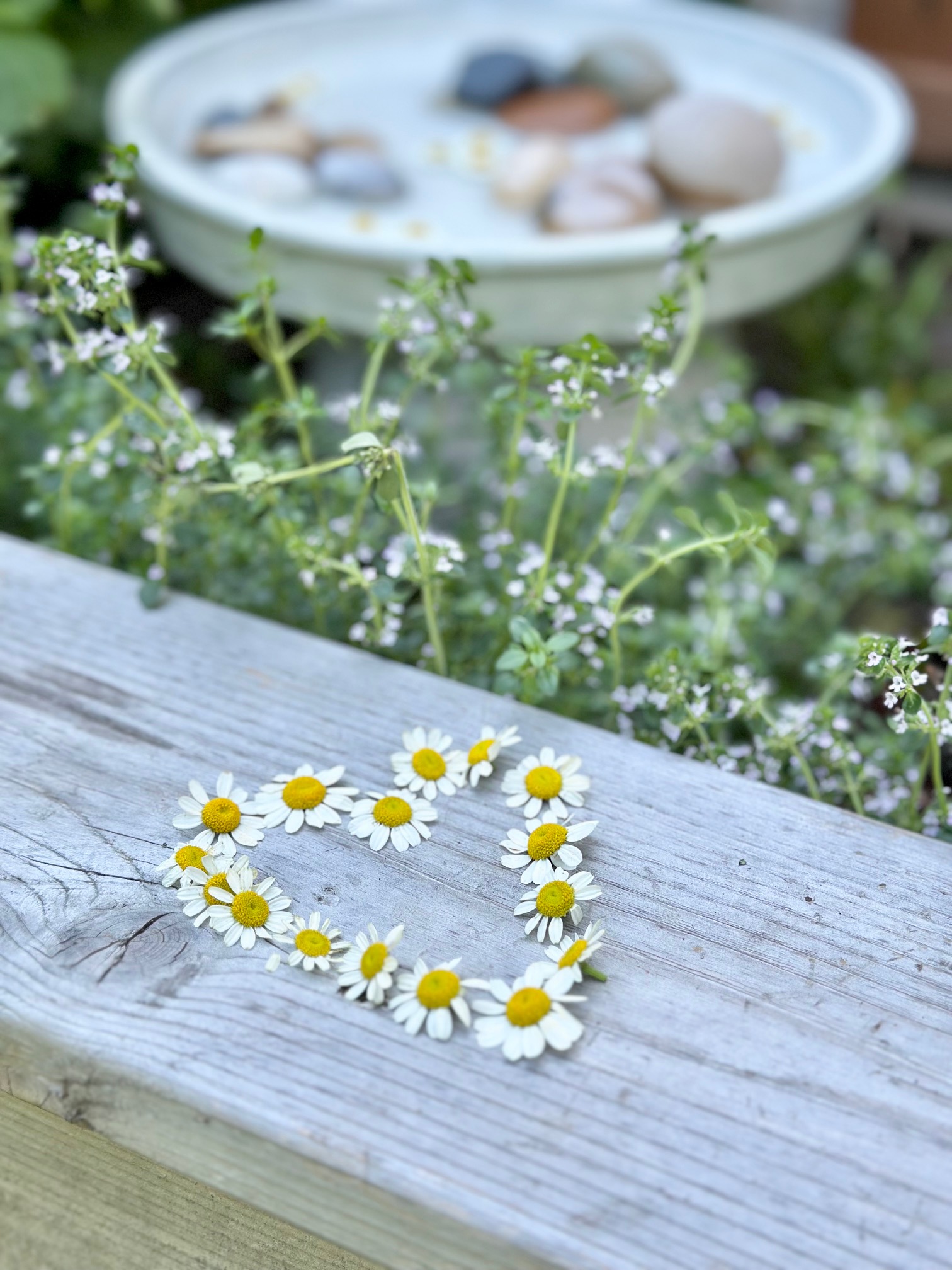 Flowering thyme in front of the butterfly bath. 