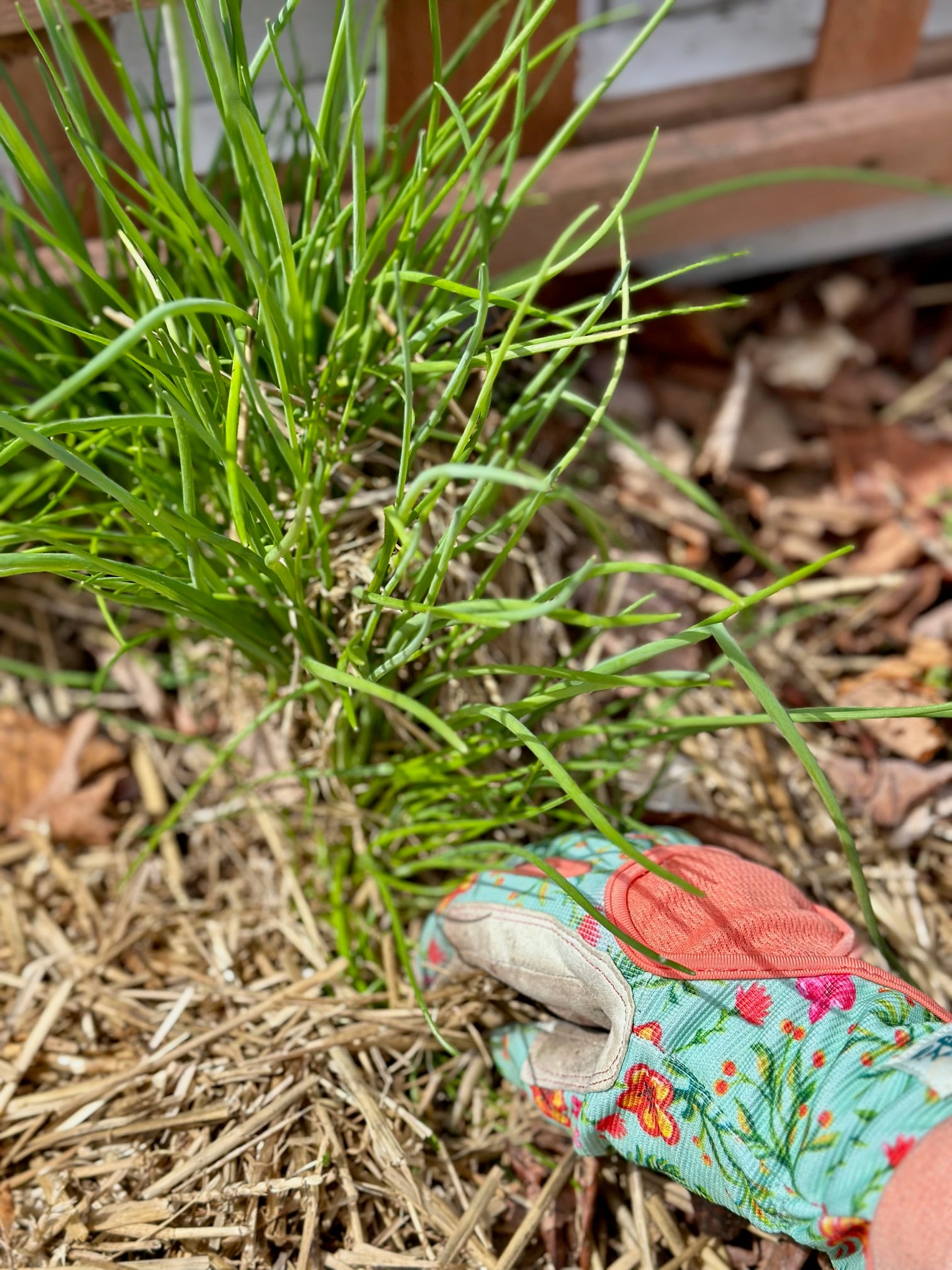 Removing the straw for a winterized herb garden. 