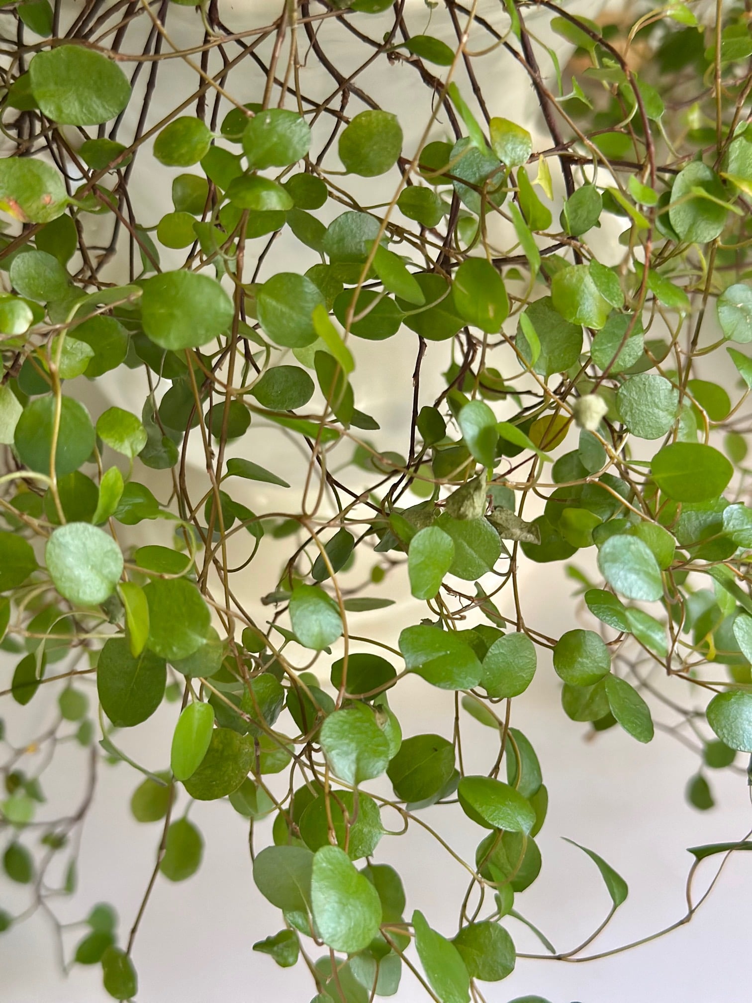 Close up of green leaves on an angel vine. 