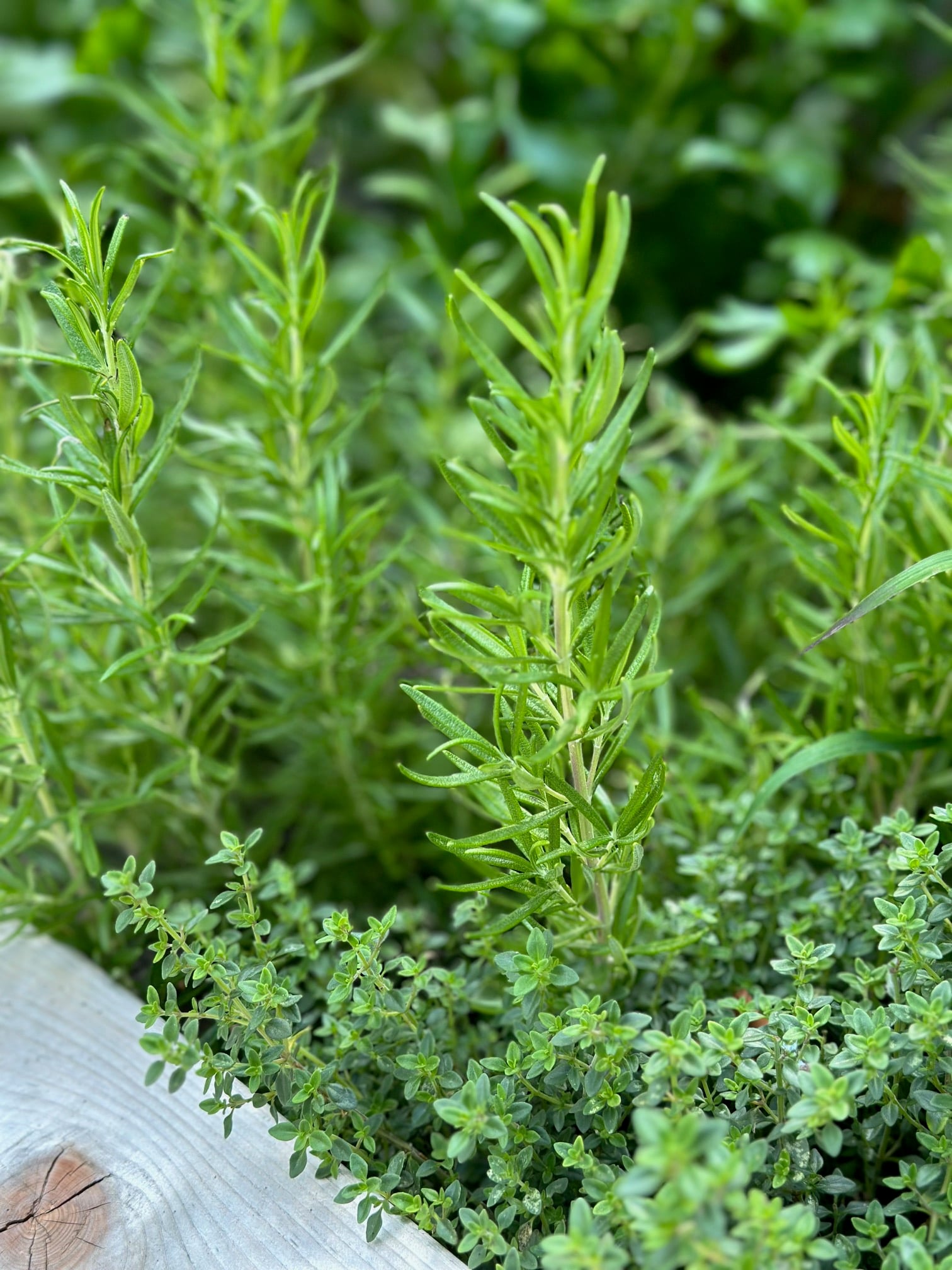 Rosemary and thyme growing well together in a raised bed garden. 