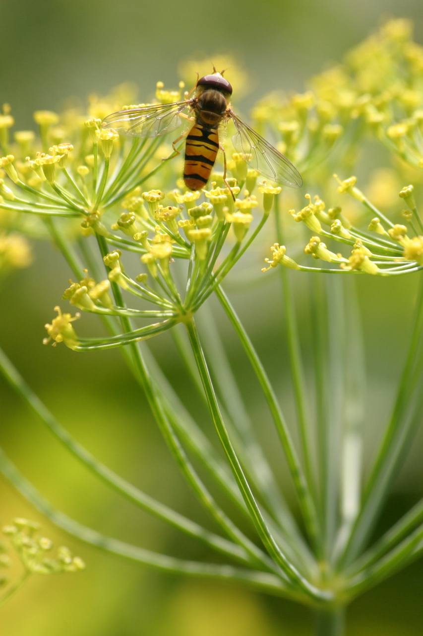 flowering dill attracting pollinators to the garden. 