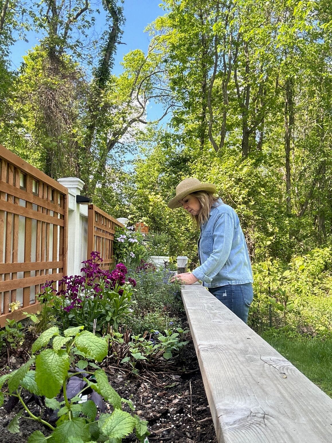 Early spring herb garden cleaning and planting. 