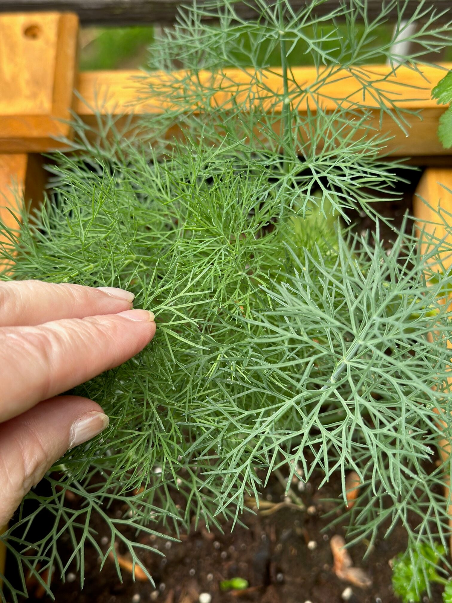 Dill in an herb bed. 