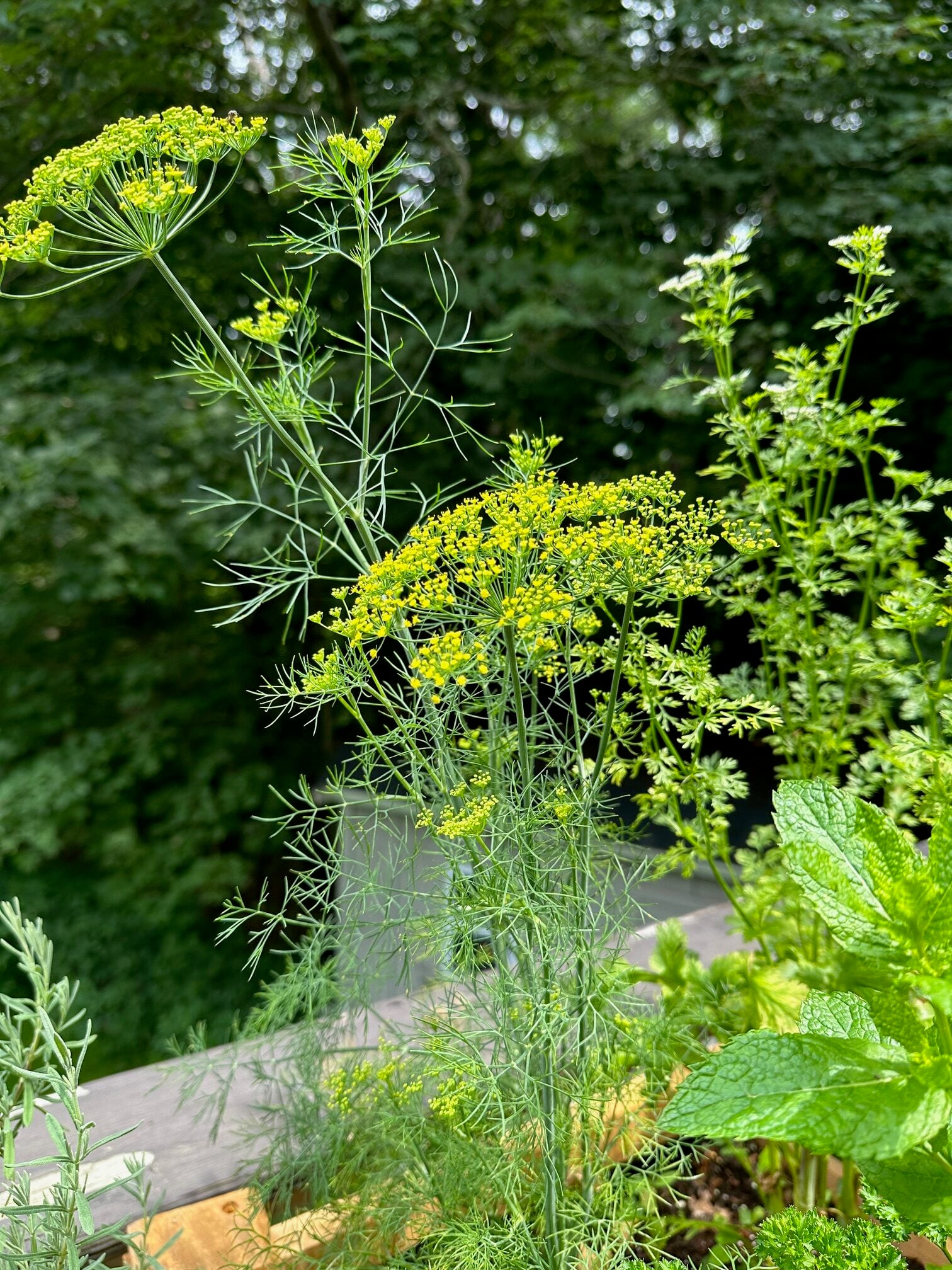 Beautiful yellow flowering dill plants. 