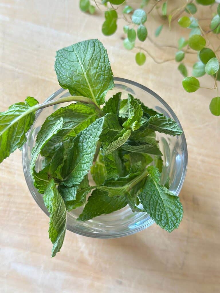 Fresh mint springs in a glass of water. 