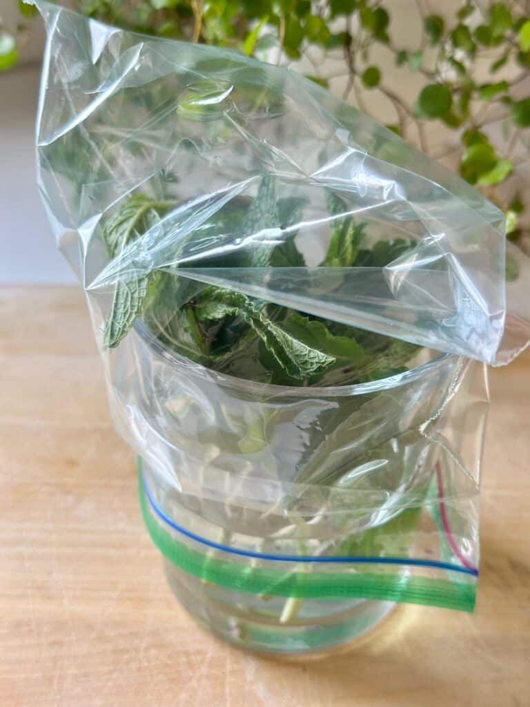 A side view of a glass of mint with a baggie over it. 