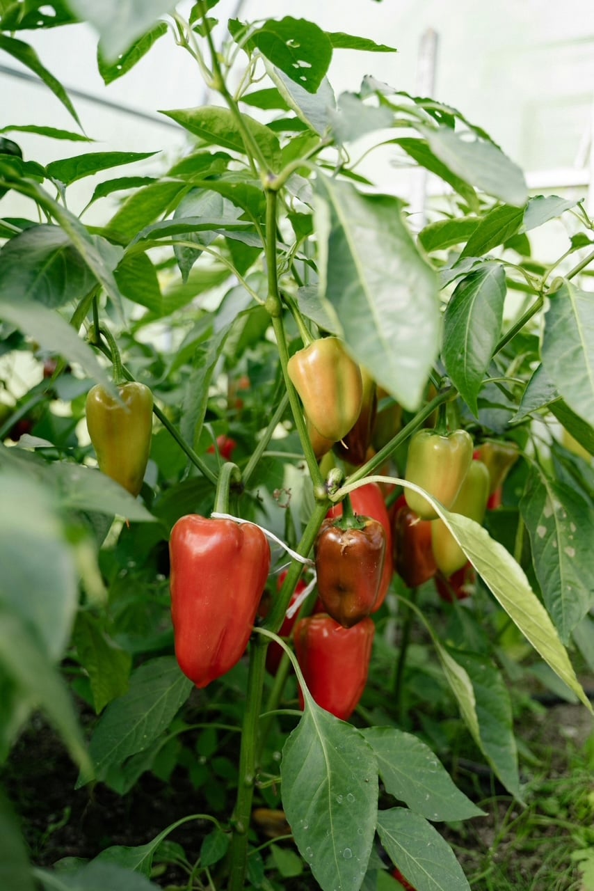 Peppers growing in a garden. 