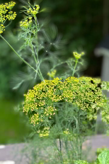 Is dill a perennial or annual. Beautiful flowering dill plant in a herb garden.