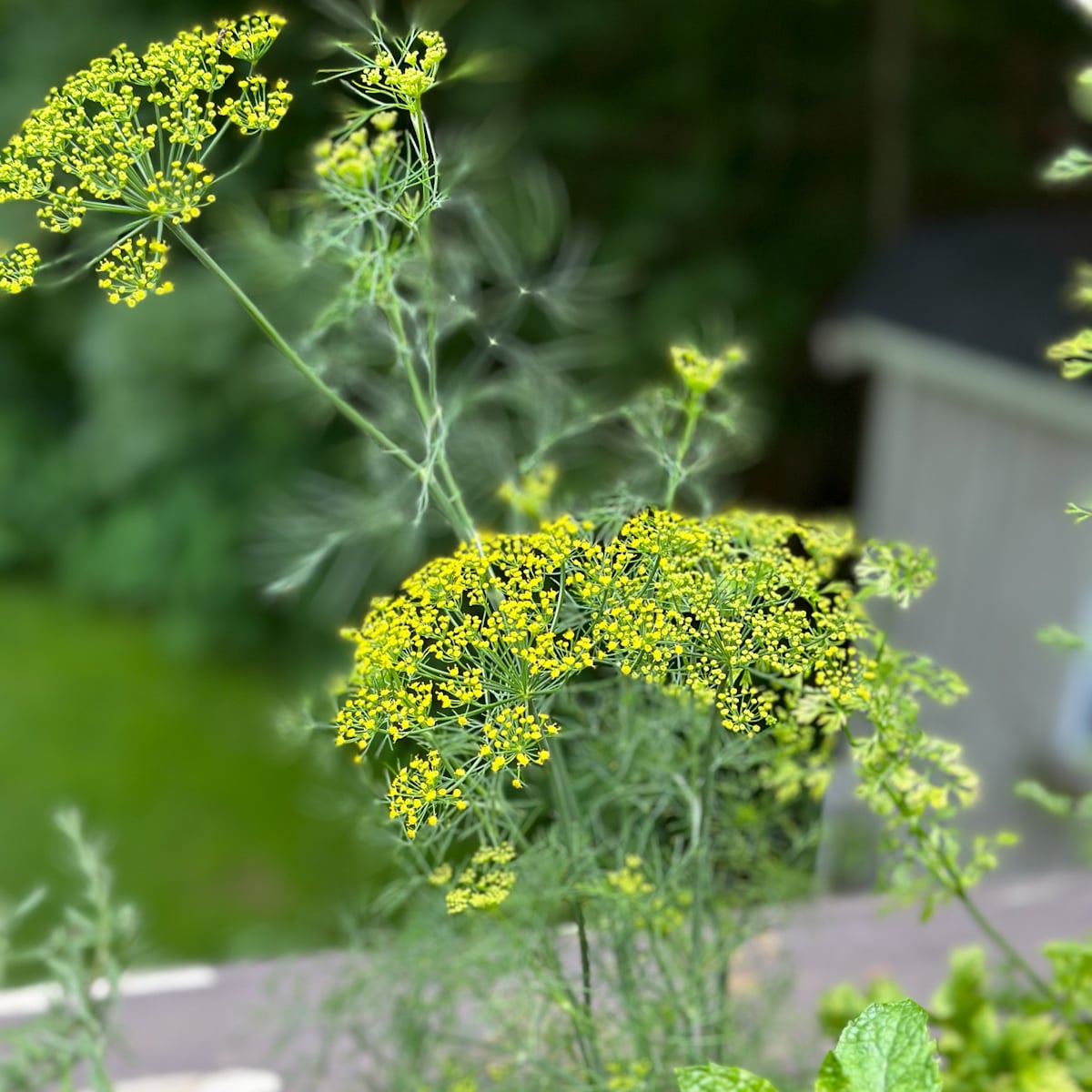 Is dill a perennial or annual. Beautiful flowering dill plant in a herb garden.