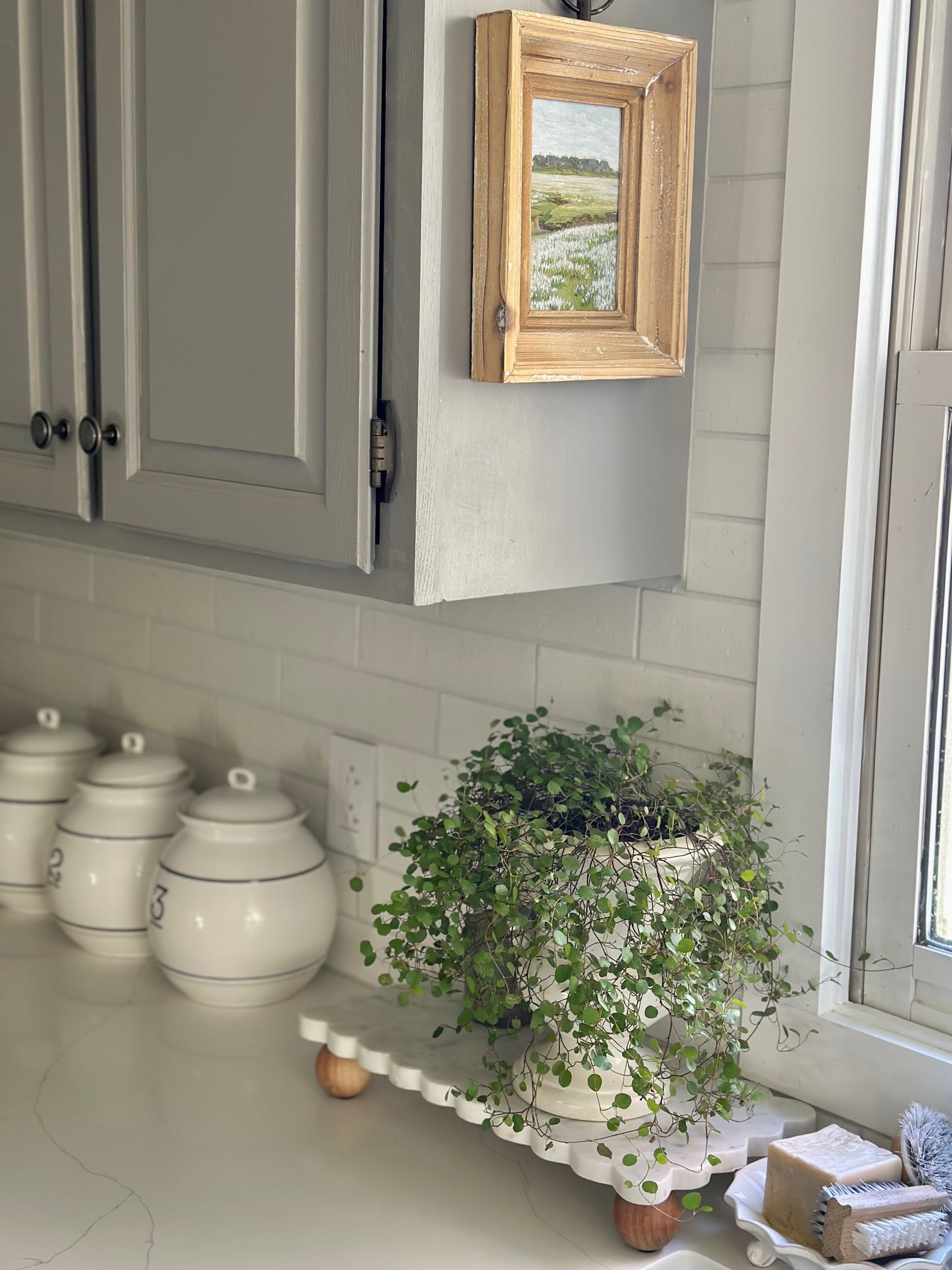 Angel vine in a kitchen. 