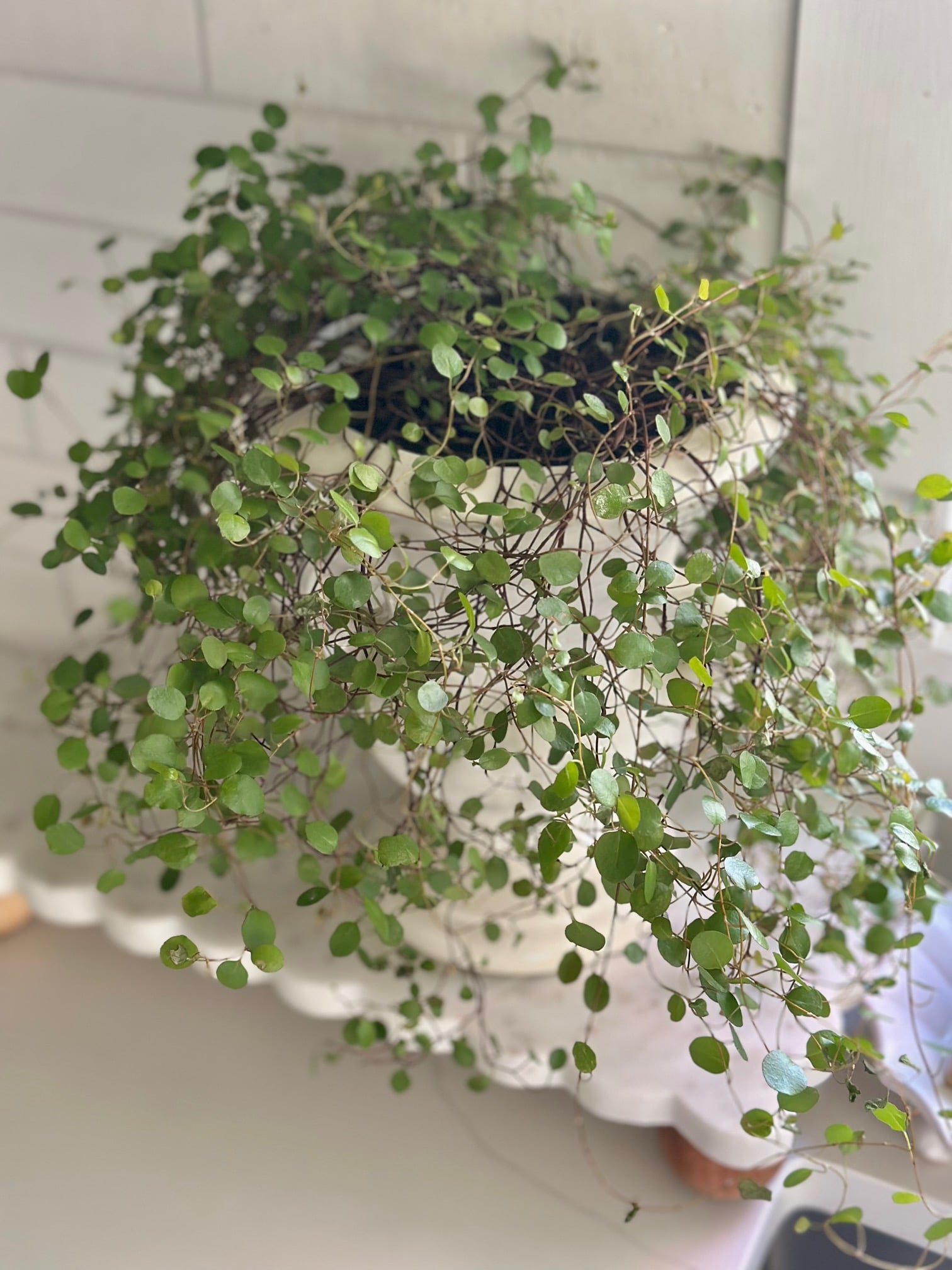 A full angel vine with a vintage urn. 