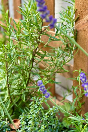 Rosemary companion plants include thyme and lavender.