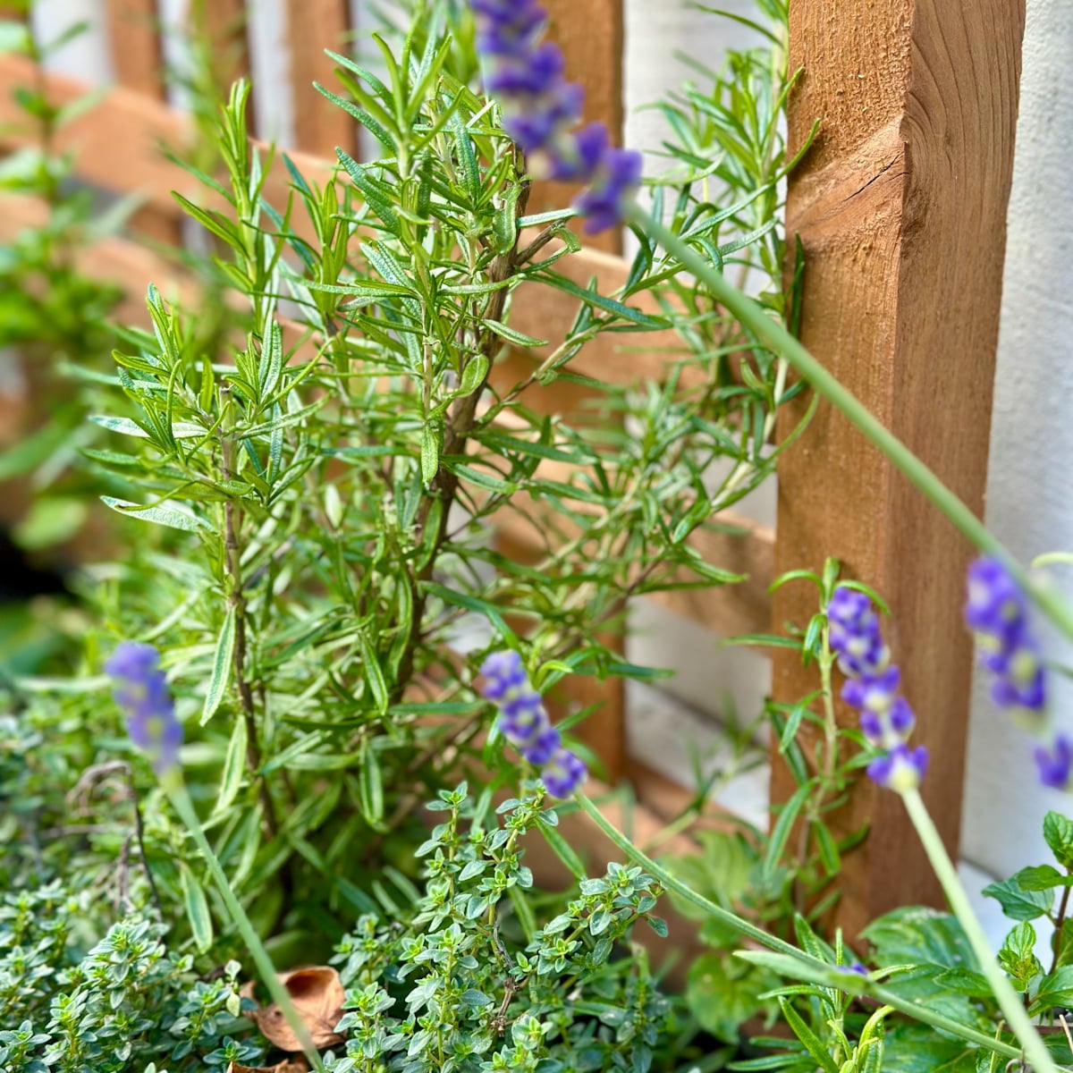 Rosemary companion plants include thyme and lavender.