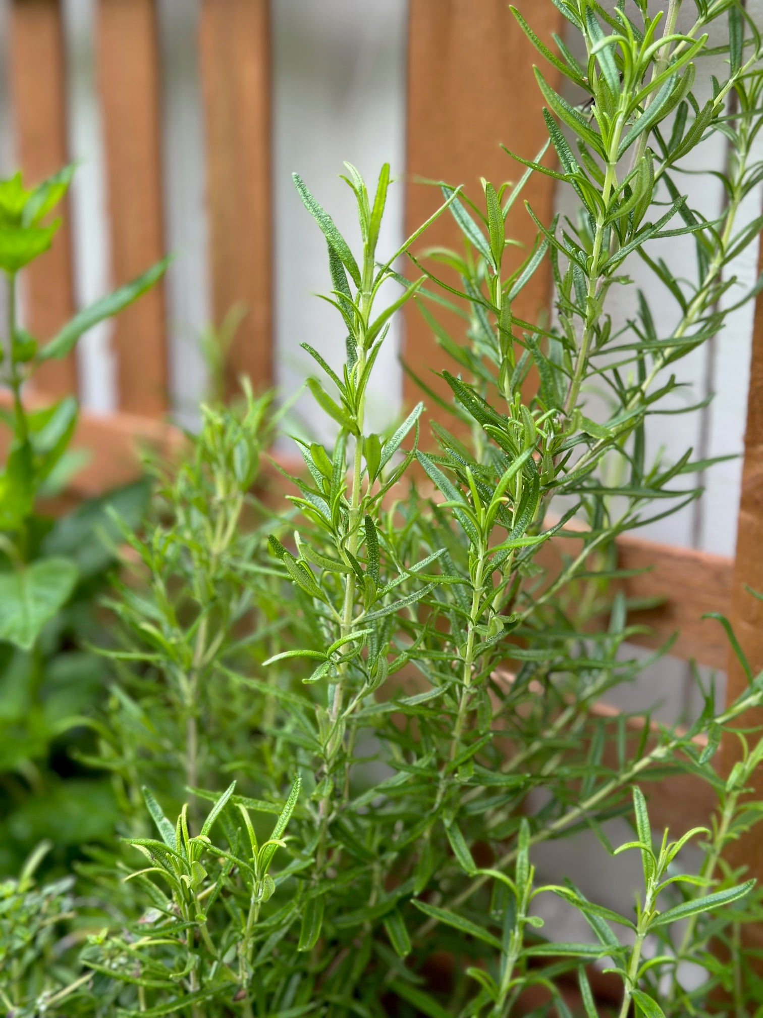 Rosemary growing in our raised bed garden. 