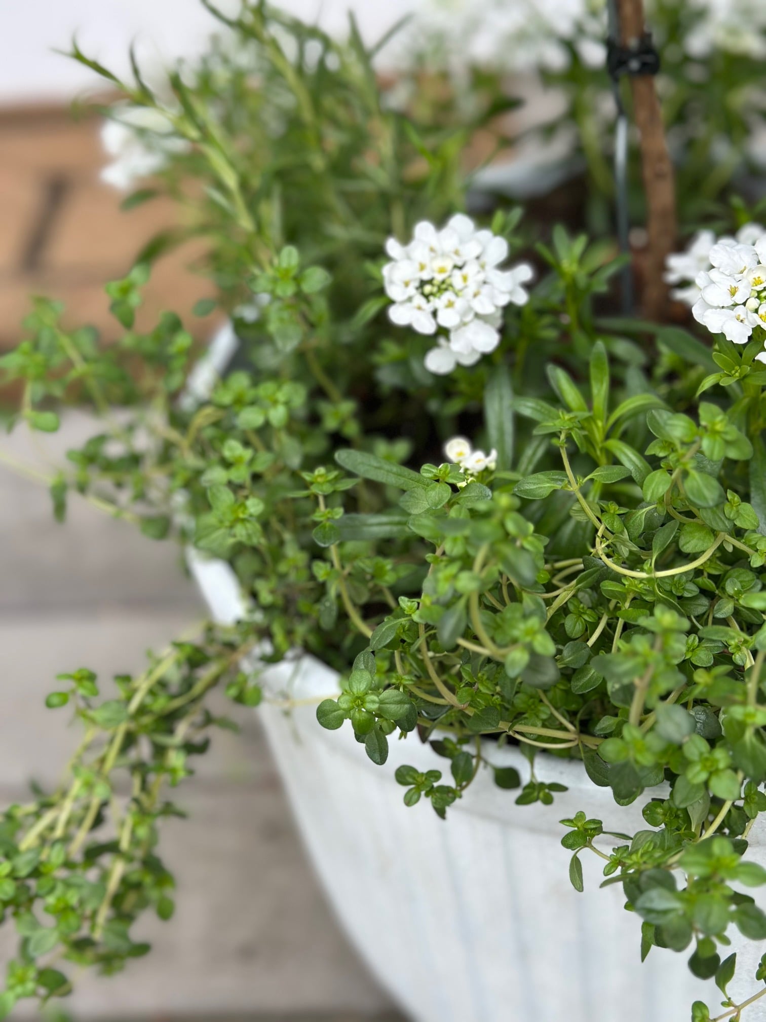 Rosemary, thyme in a planter with a lavender tree. 