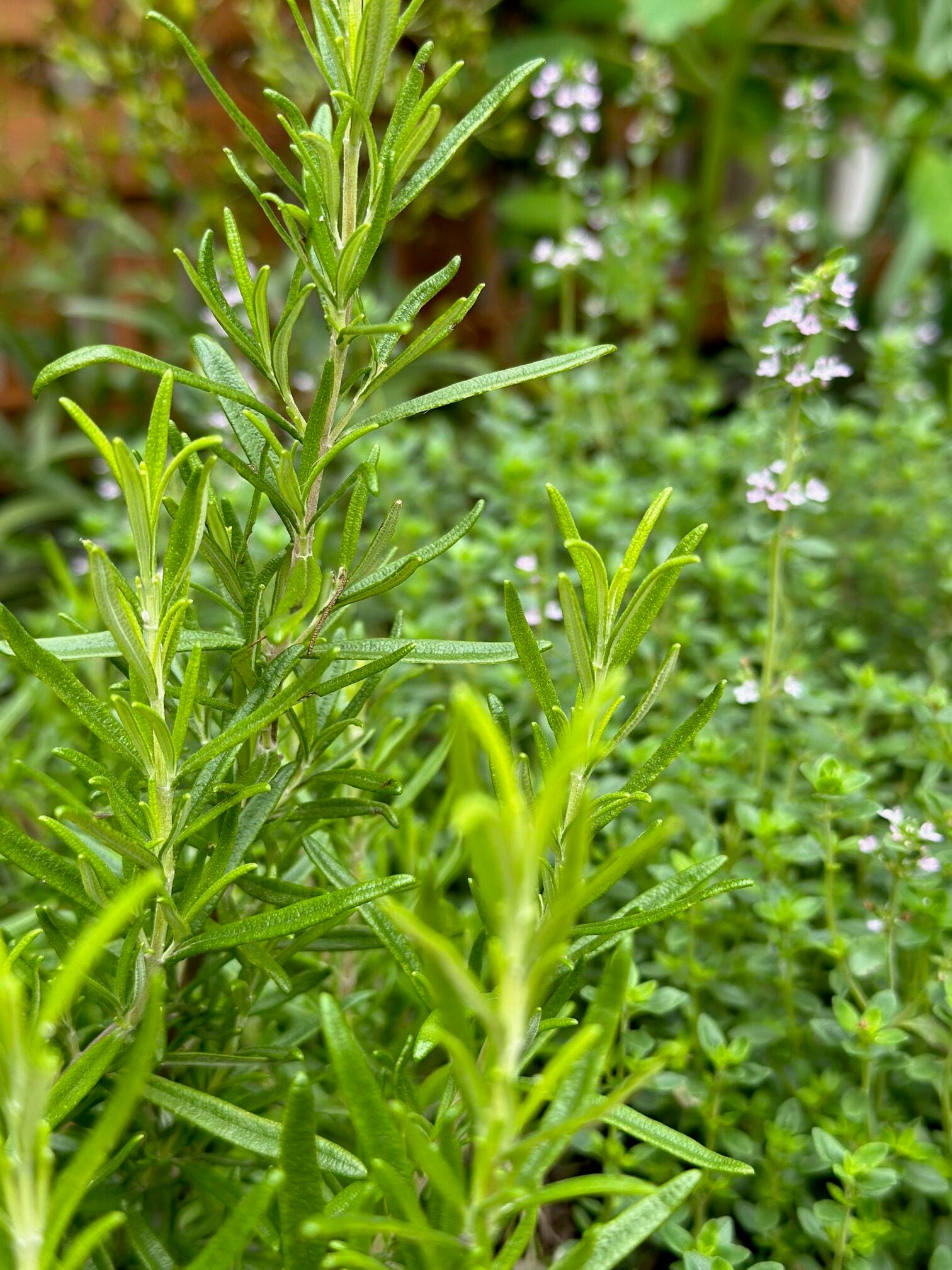 Rosemary growing next to thyme. 
