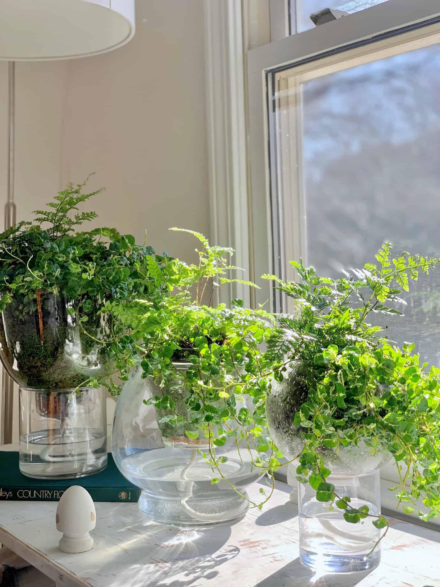 Planters in the sunlight. 