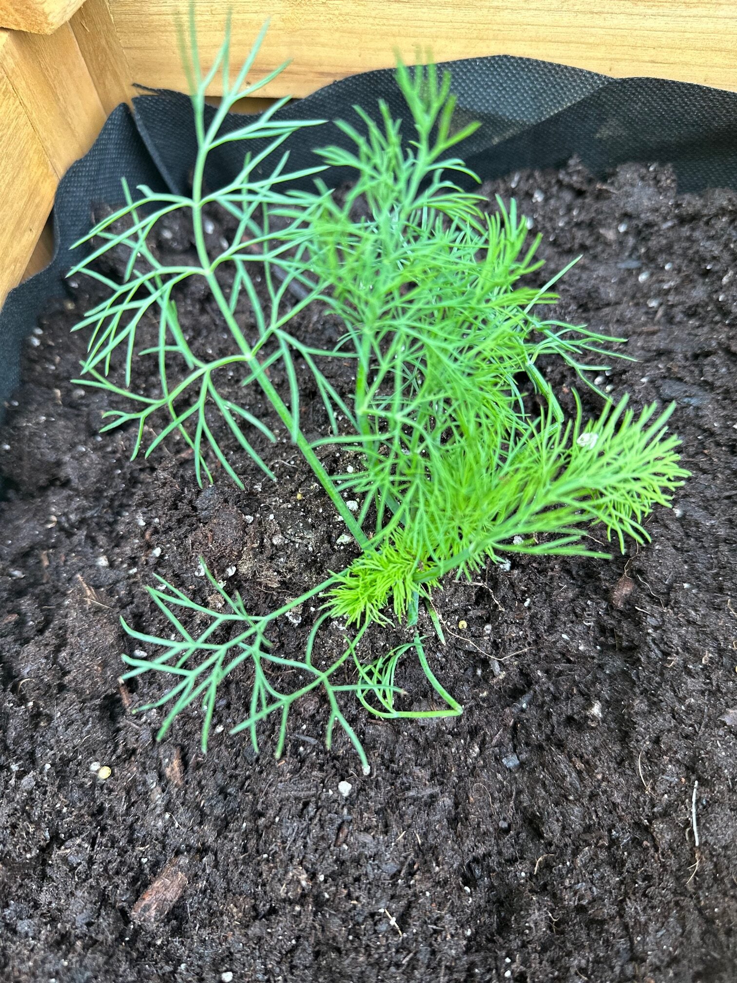 Newly planted dill in a garden. 