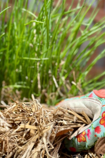 Spring herb garden getting ready for the season.