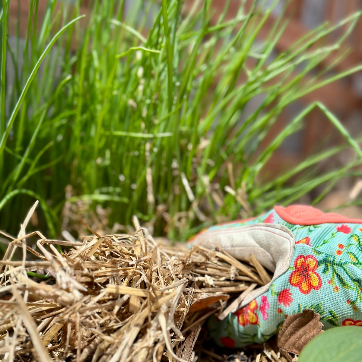 Spring herb garden getting ready for the season.