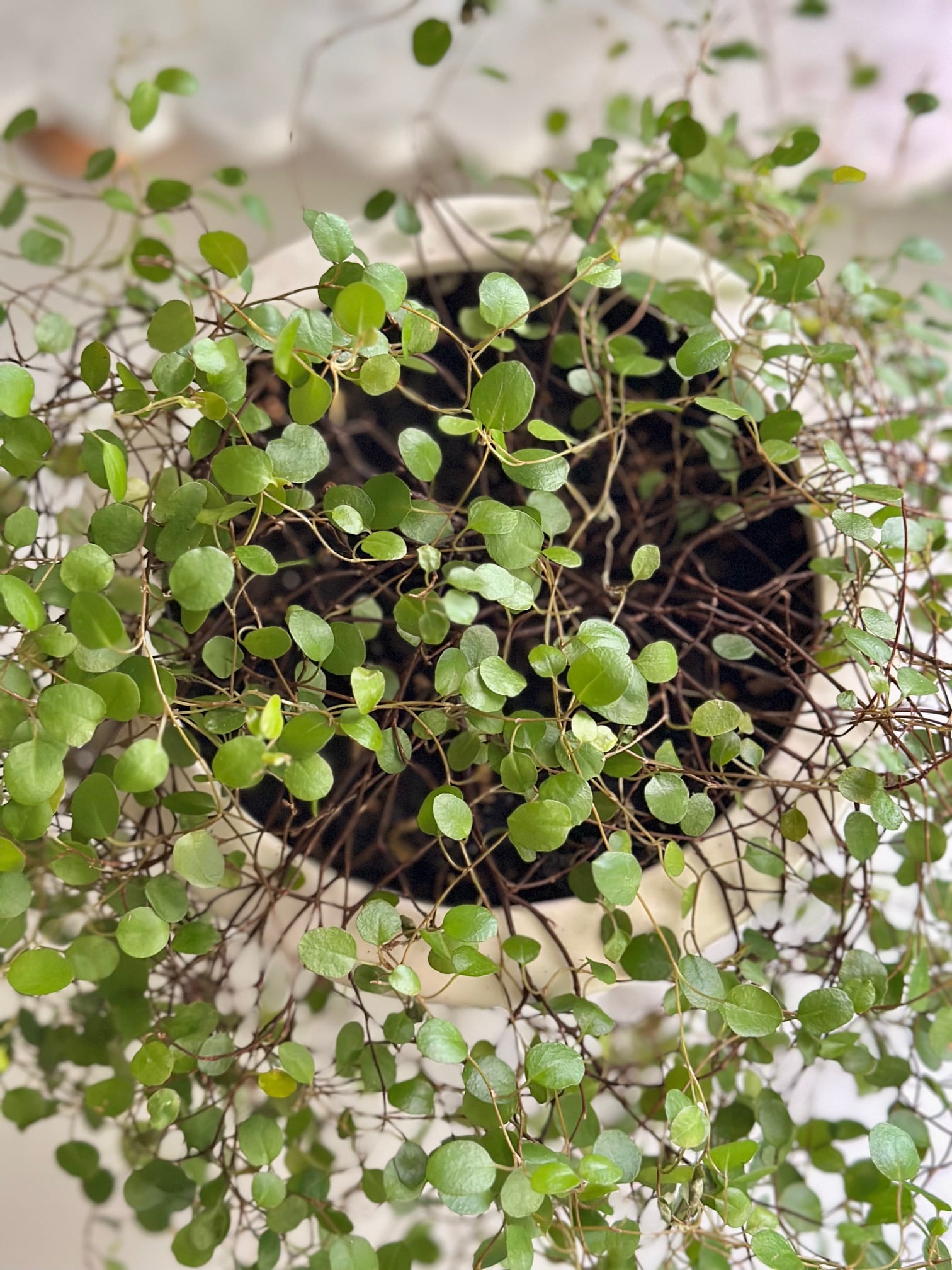 Top view of angel vine. 