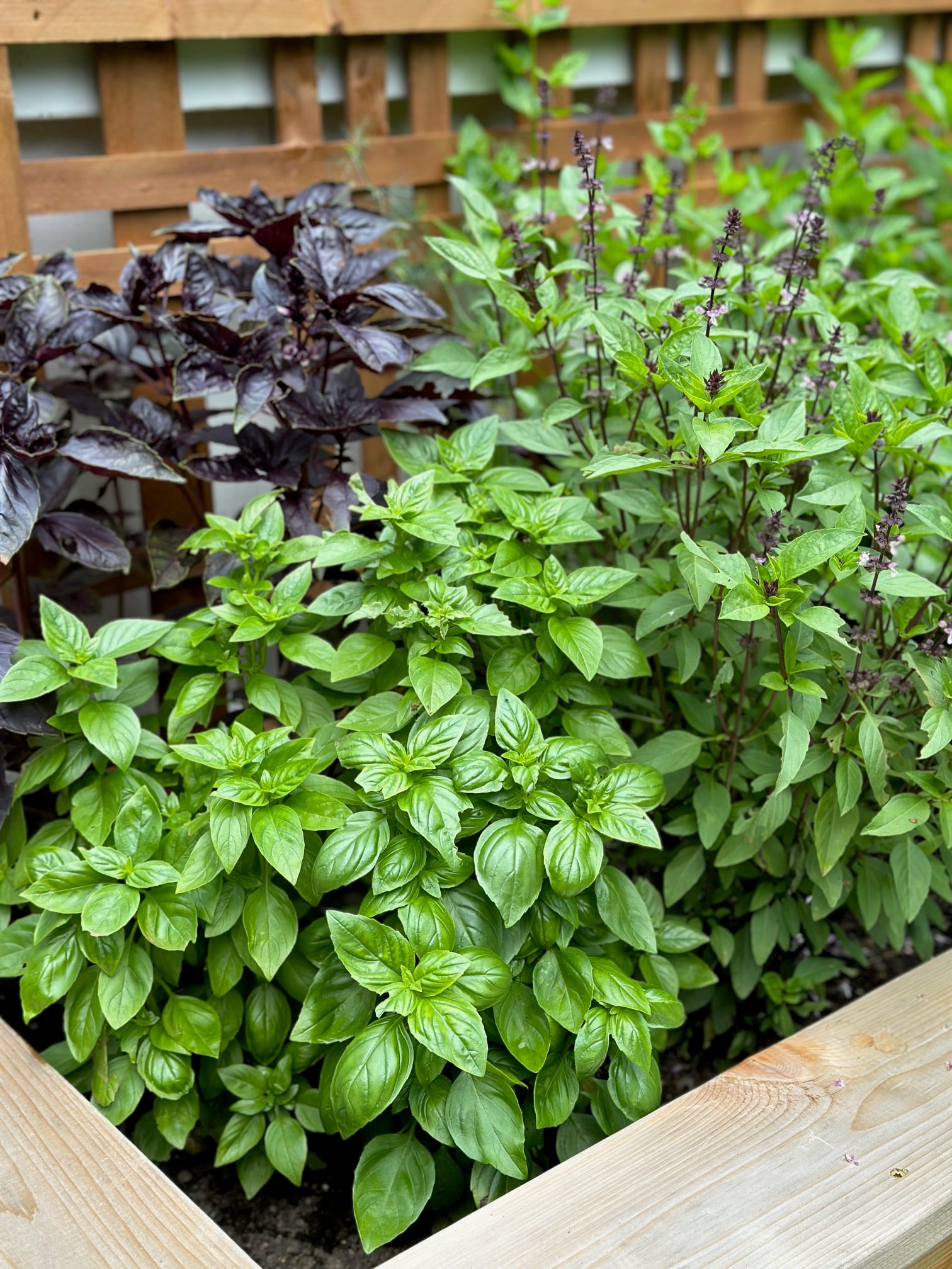 Thai, purple and sweet basil planted together. 