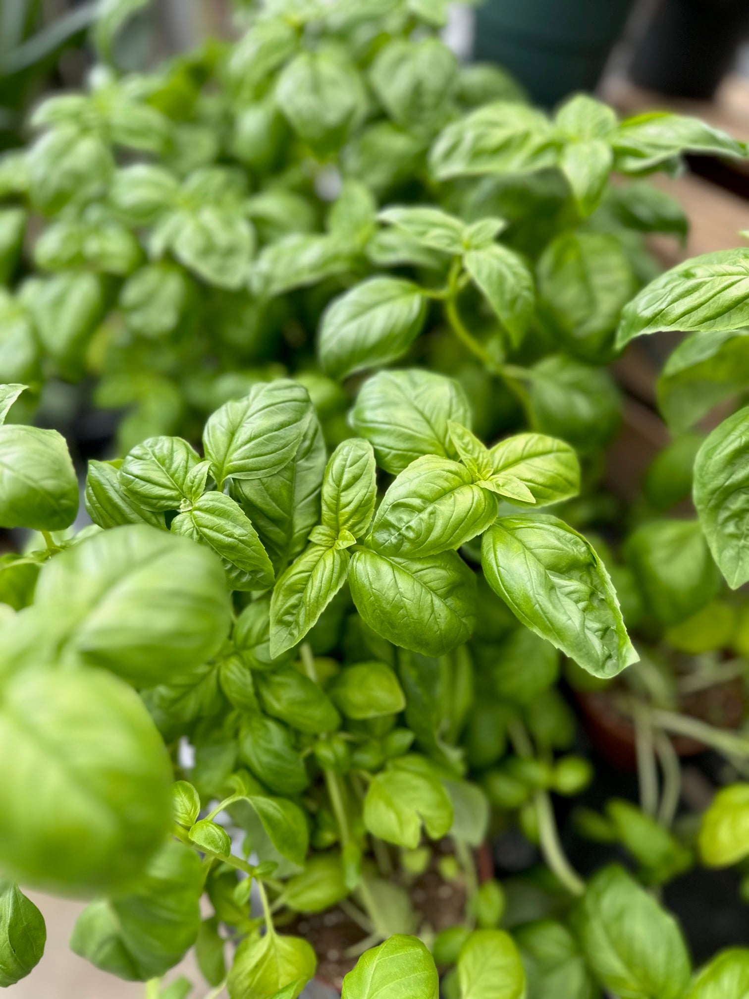 Large thriving basil plant. 