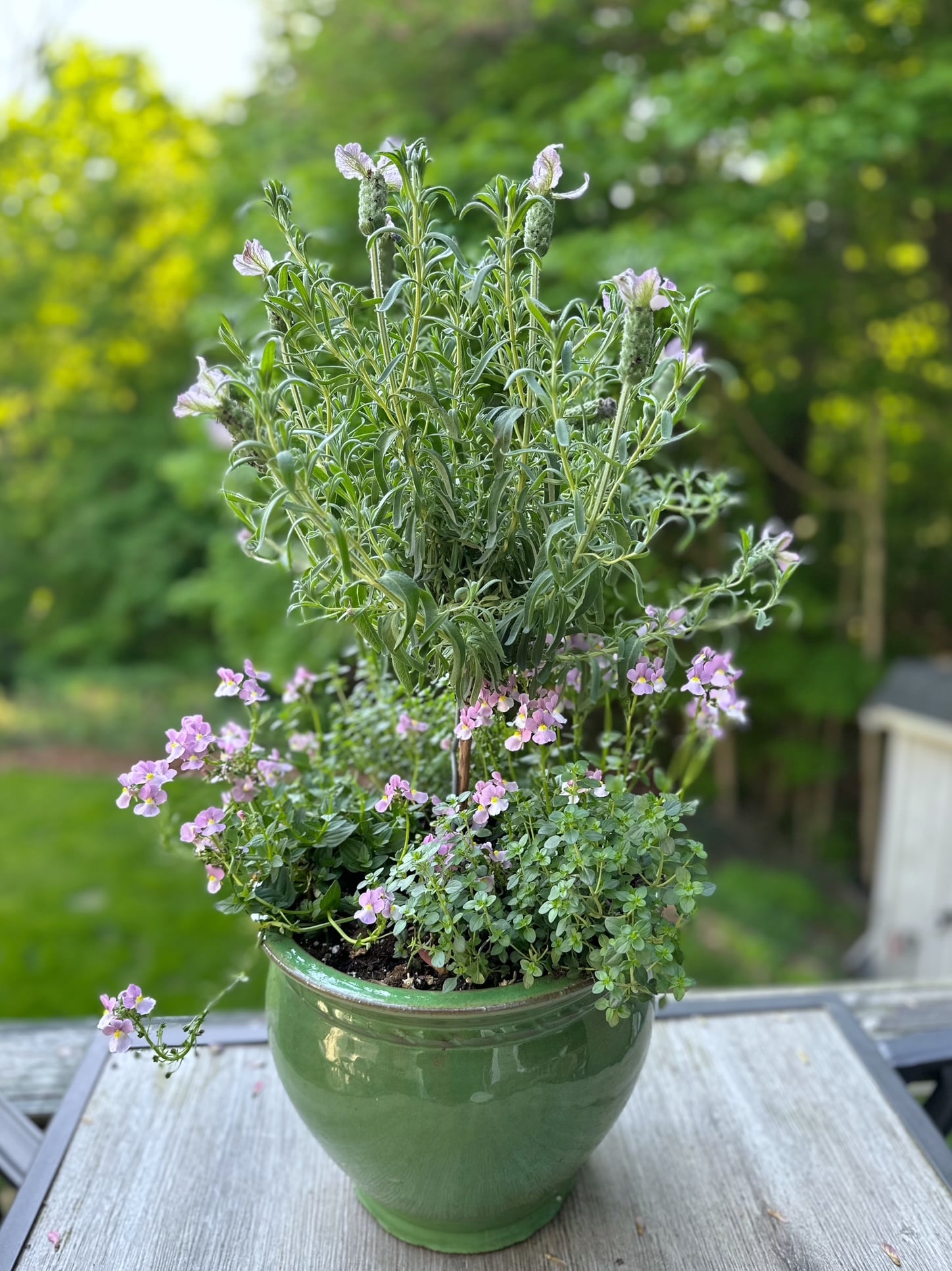Lavender tree planted in a green ceramic planter pot with flowering annual plants and thyme.