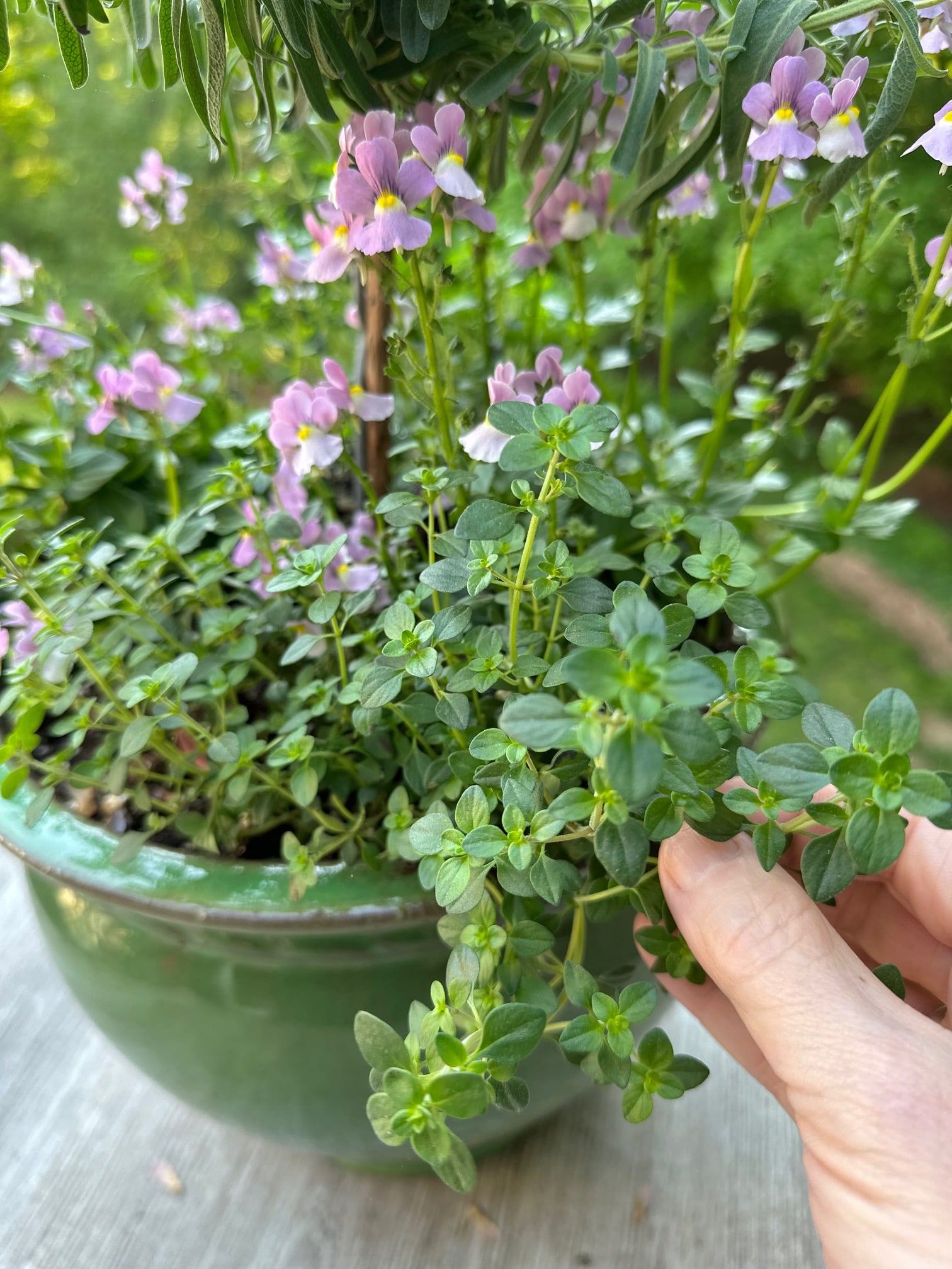 Holding freshly planted thyme around the base of a lavender tree.