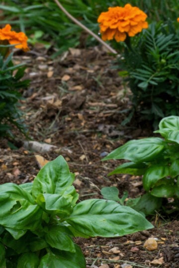 Basil companion planting. Basil with marigolds in a garden.