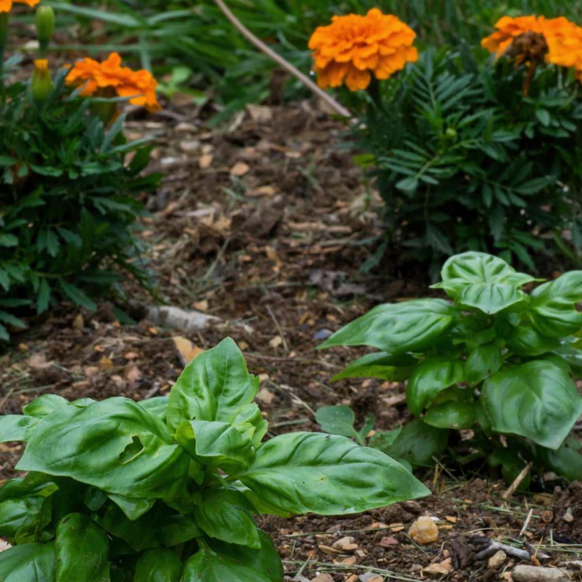 Basil Companion Planting: Best Plants to Grow Together