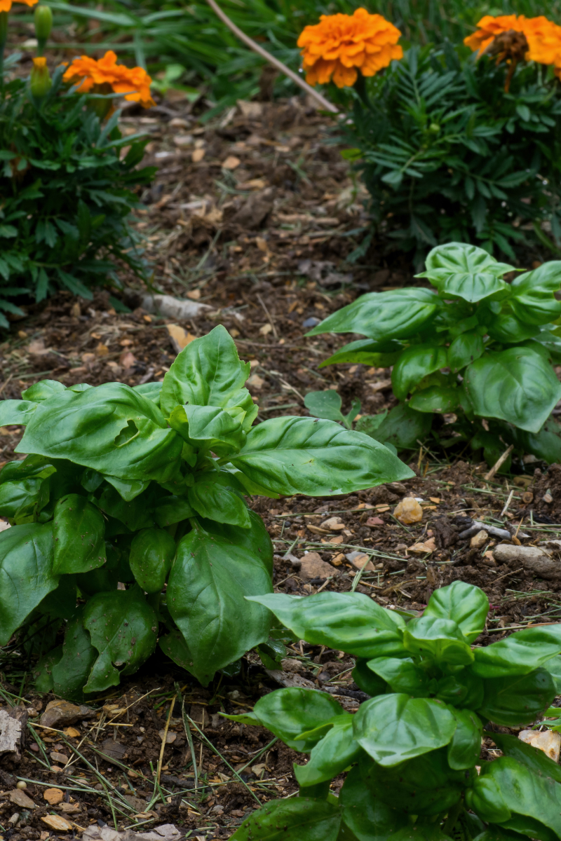 Basil planted with marigolds. 
