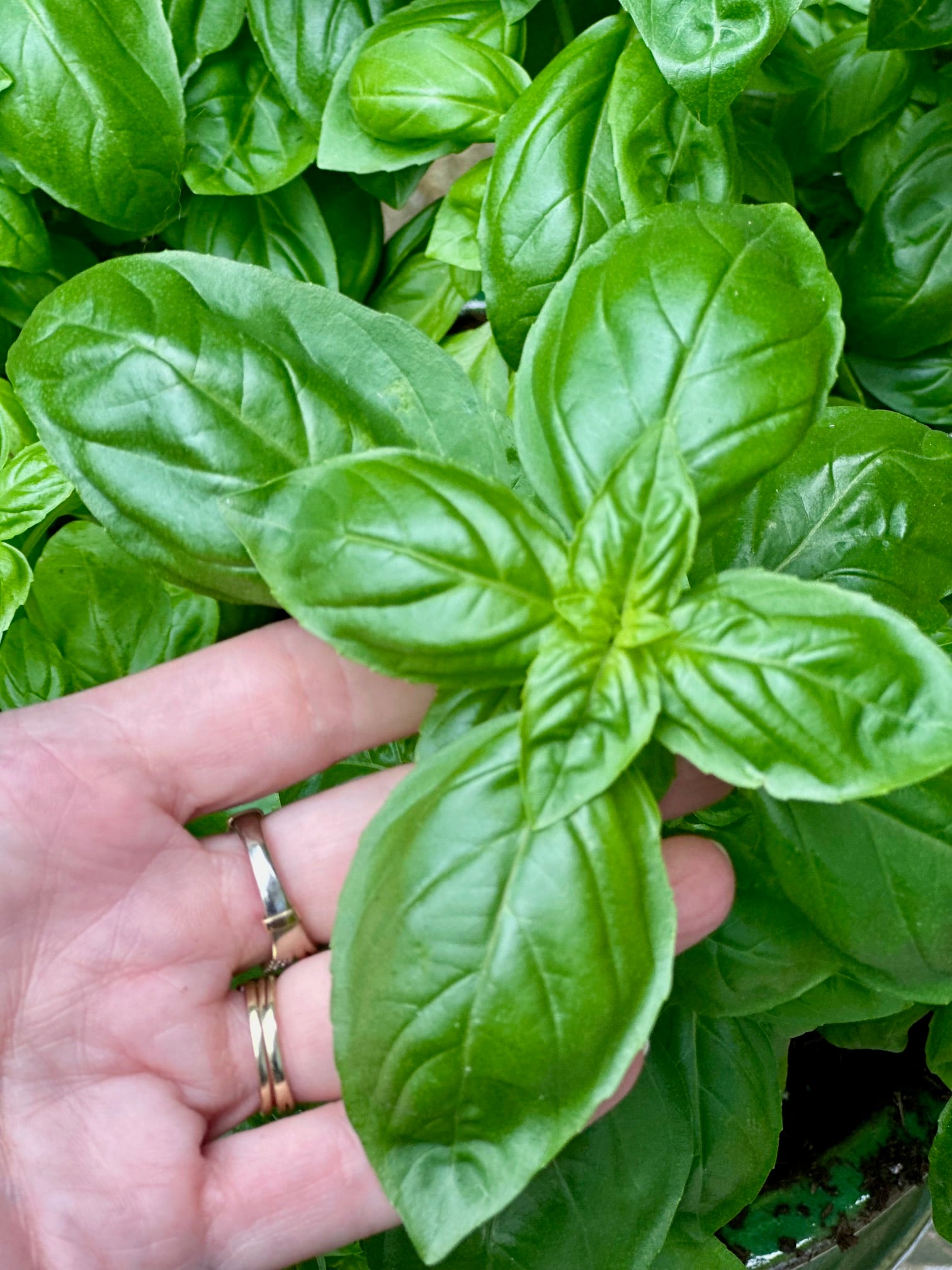 Thriving basil leaves in my hand. 
