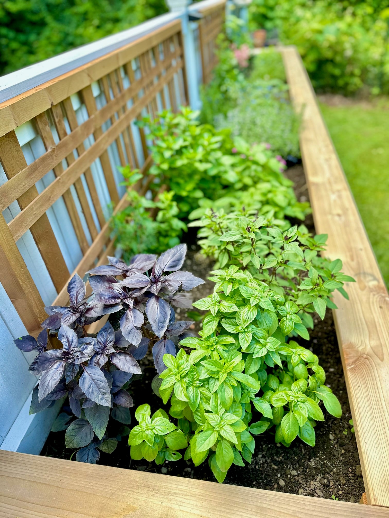 Basil in a raised garden bed with companion plants. 