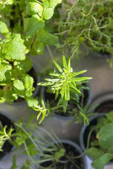 Where to buy herb plants and what to look for.
