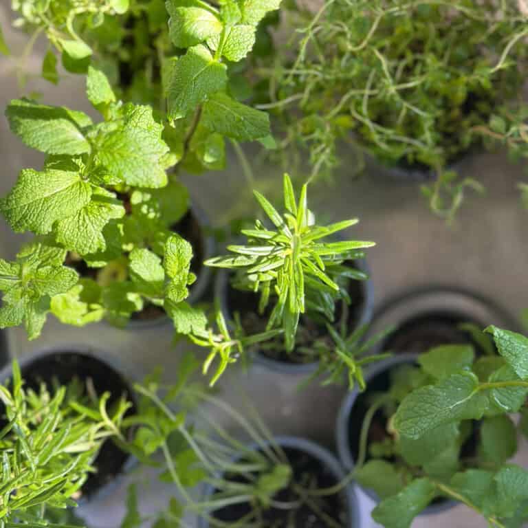 Where to buy herb plants and what to look for.