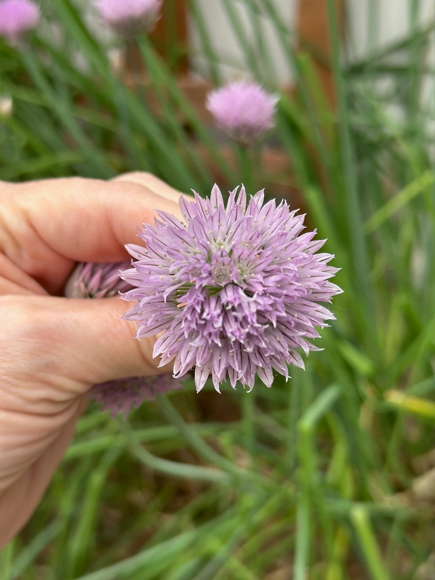 A round chive flower made from tiny star shaped lavender florets. 