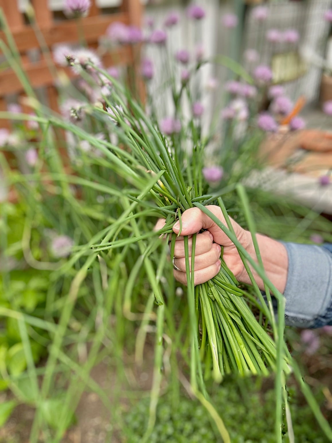 Harvesting chives from my garden. 