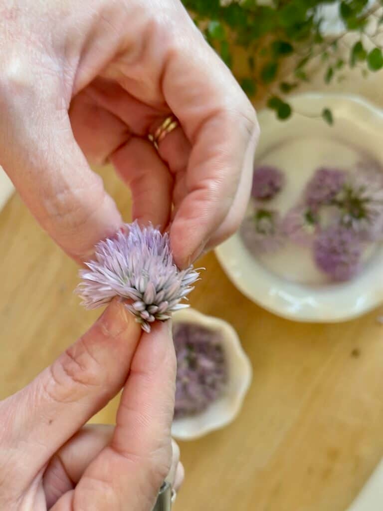 Taking the florets off the chive blossom. 
