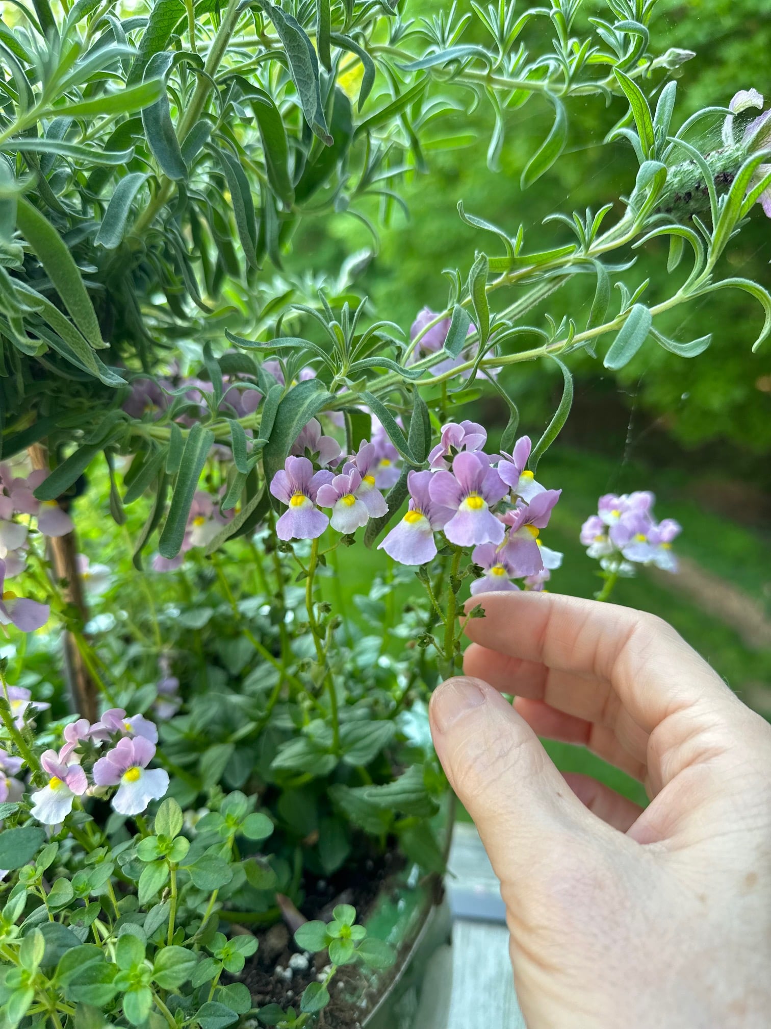 Nemesia for the filler in this planter with a lavender tree.