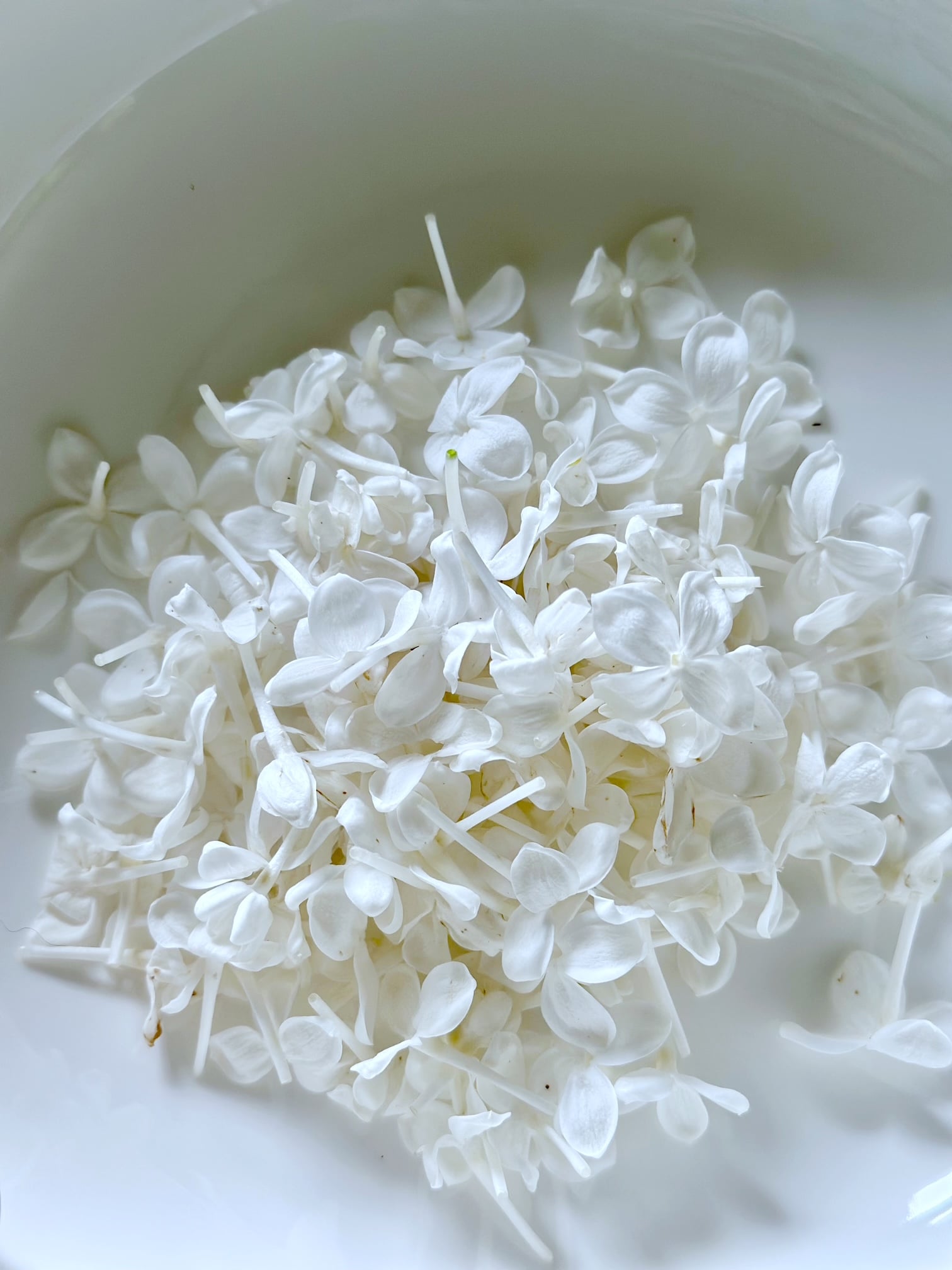 Bowl of white lilac blooms.
