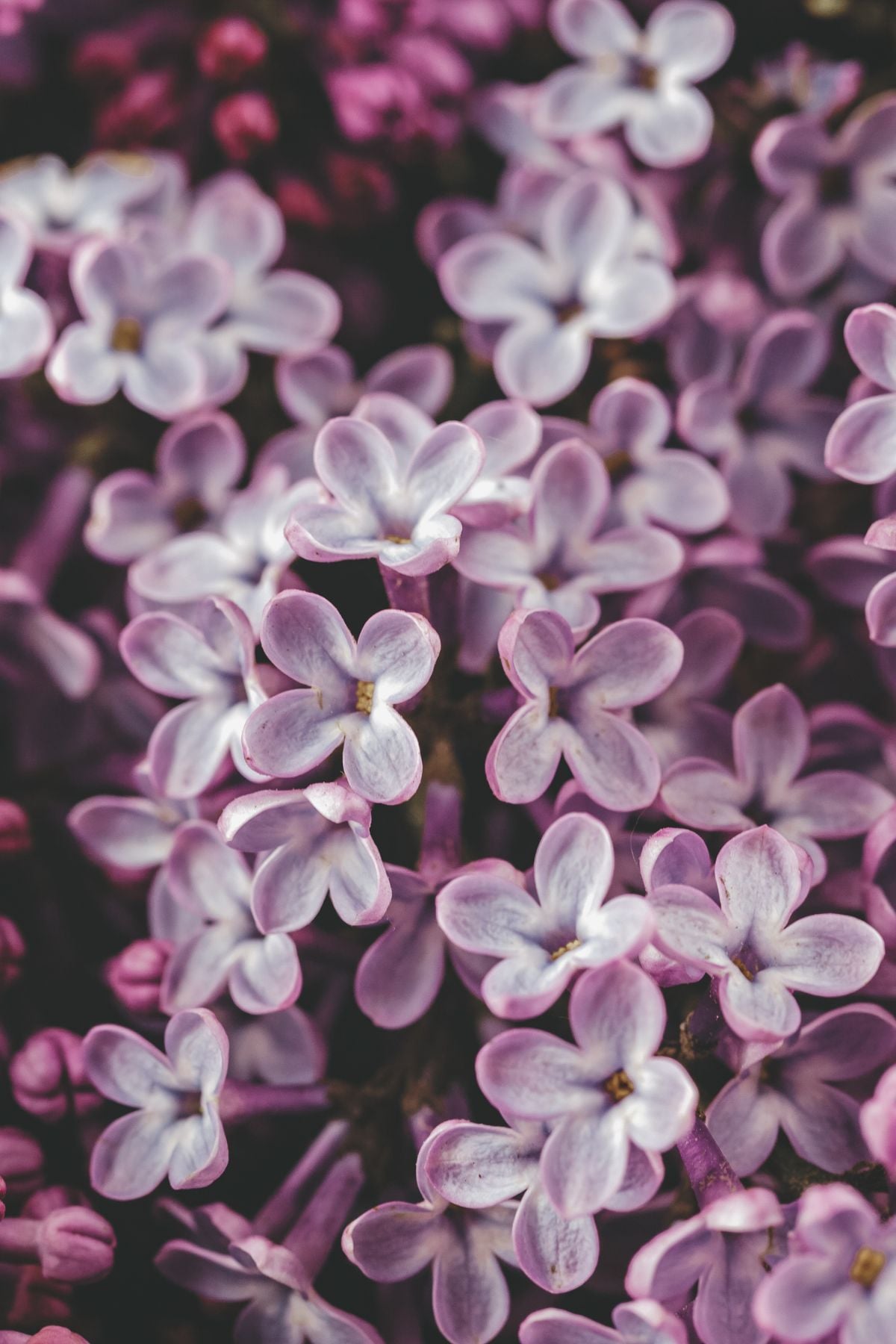 Lavender lilac flowers. 