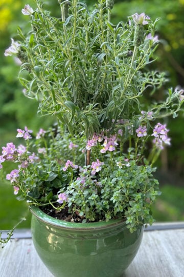 What to plant with a lavender tree for a full thriving container garden.