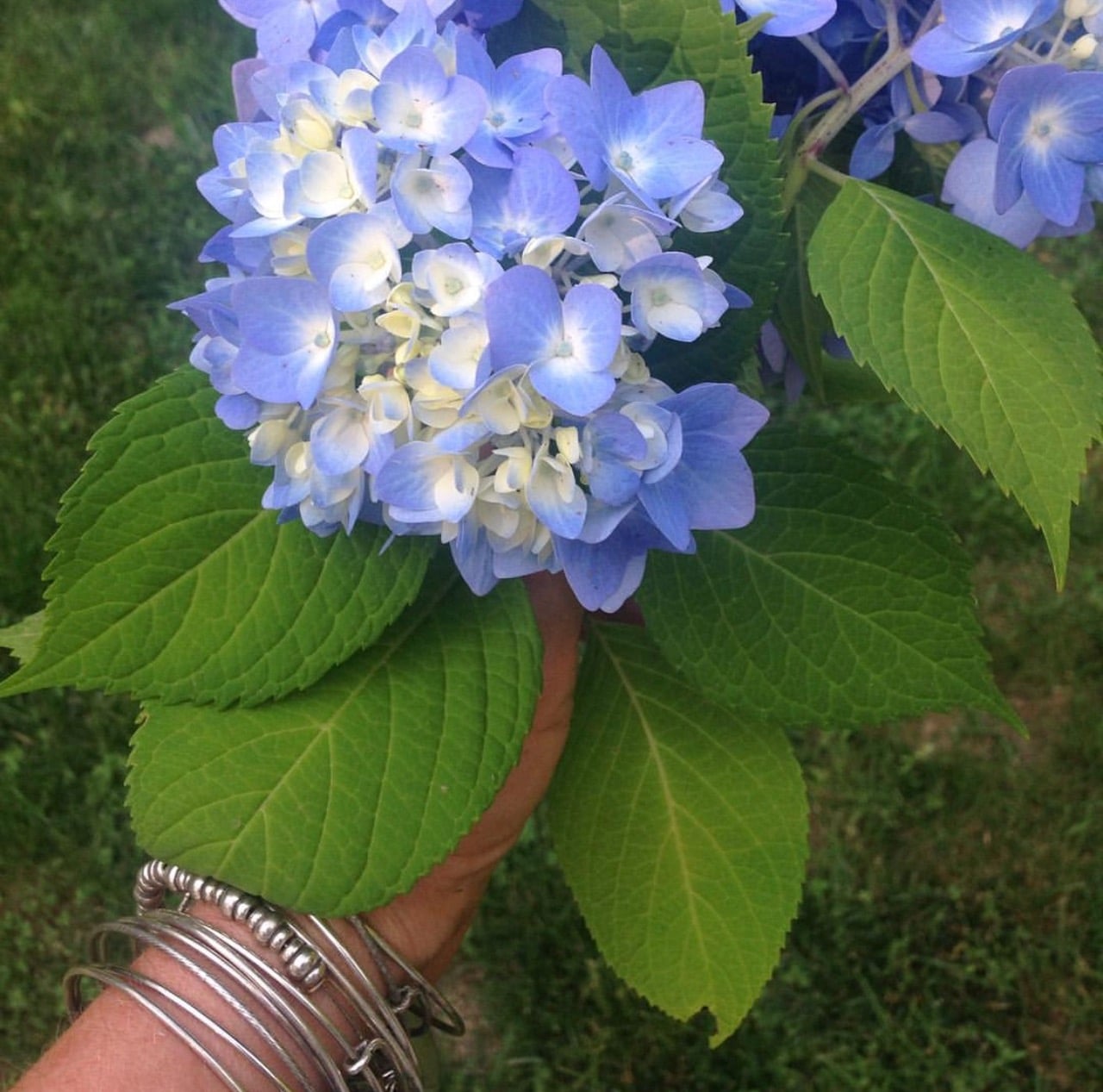 Blue hydrangea as an apology. 