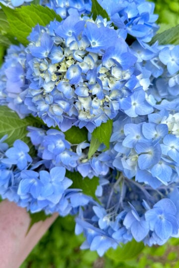Blue hydrangea in a bunch for gifting.