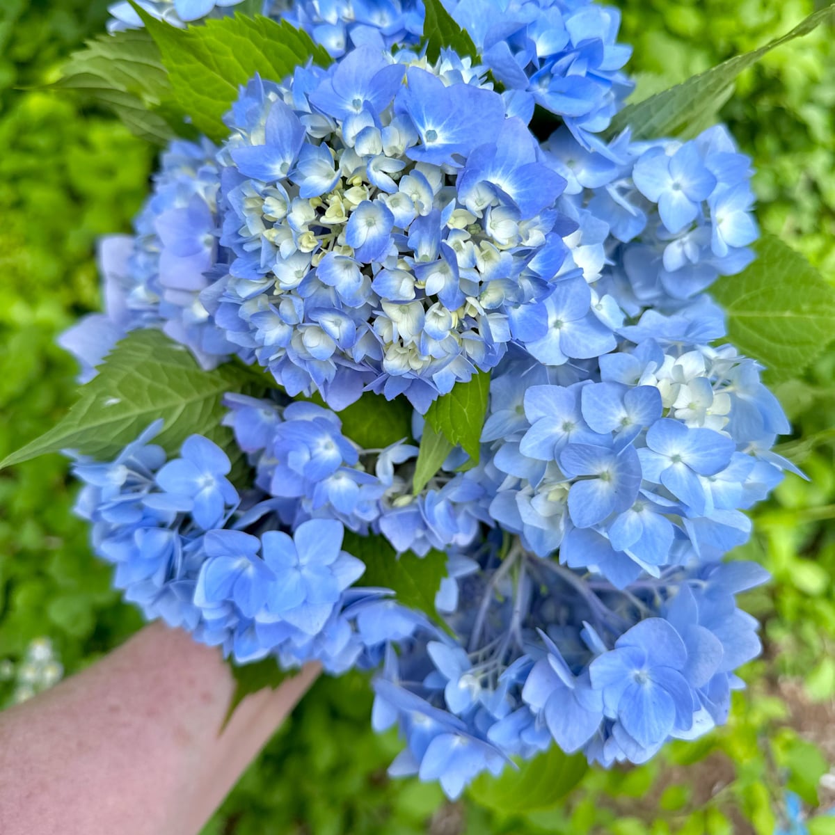 Blue hydrangea in a bunch for gifting.