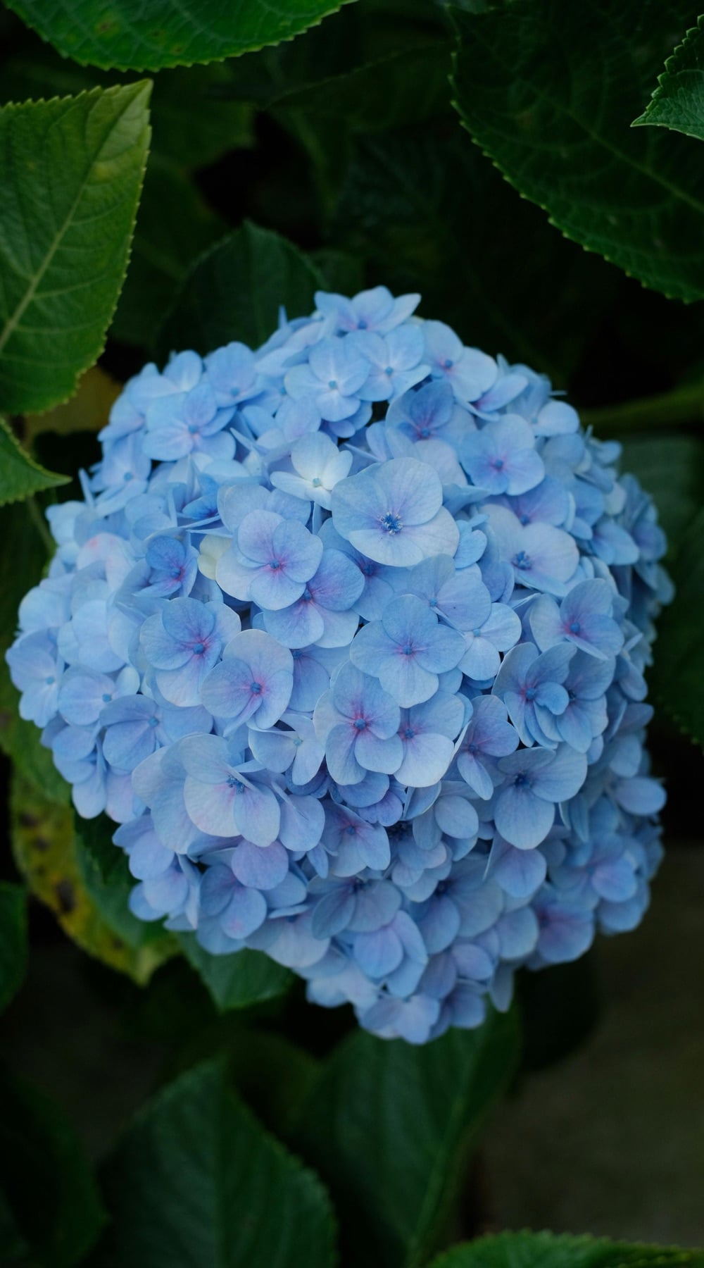 Beautiful bright blue hydrangea with lavender centers. 