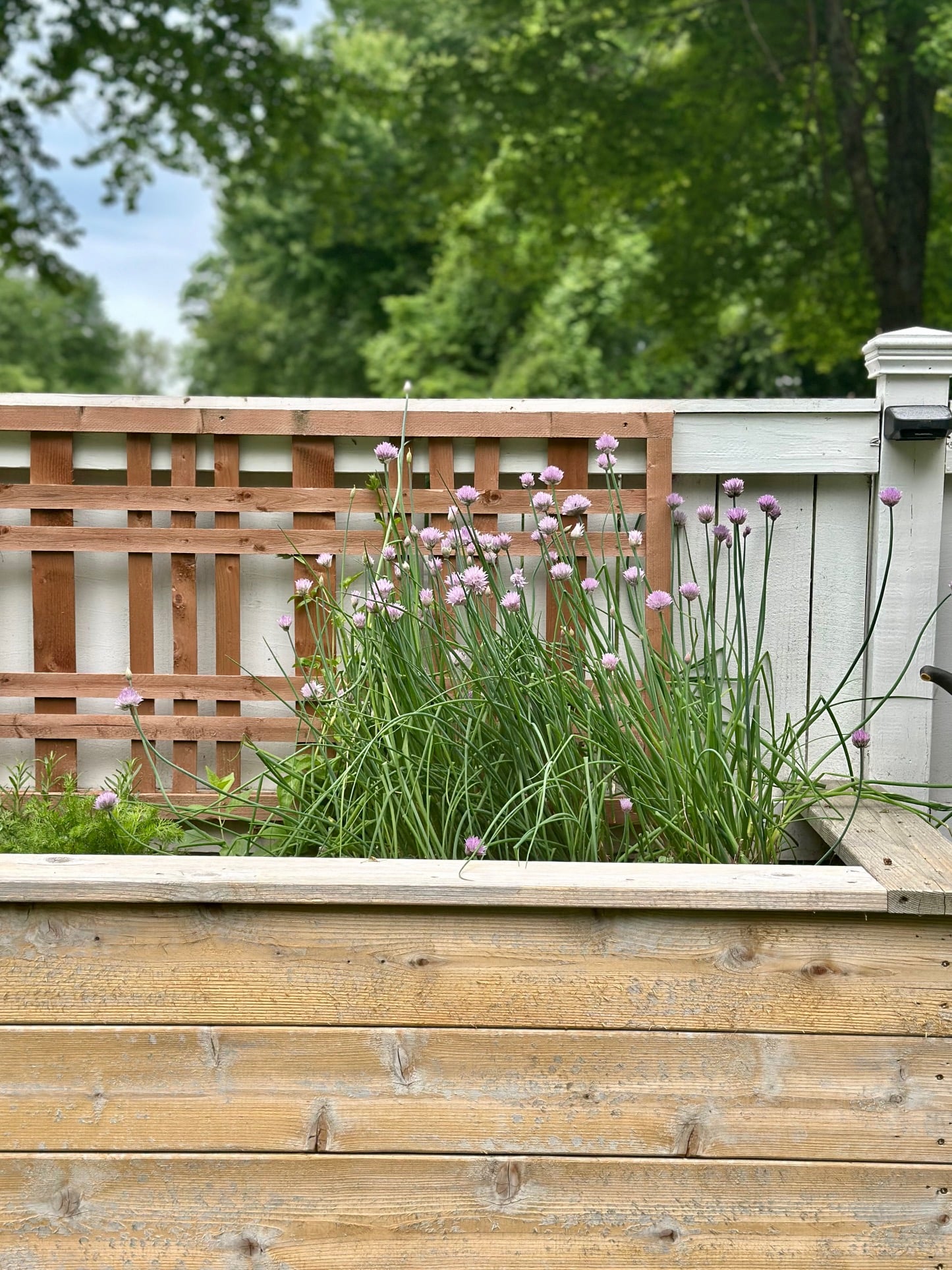 Chive flowers in a raised herb bed. 