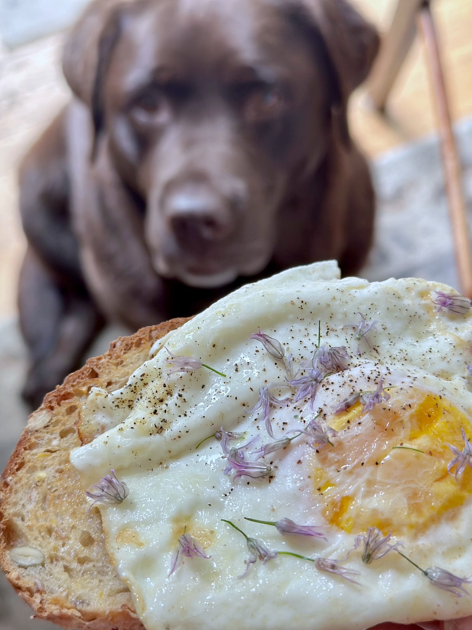 Chive flower salt on an egg sandwich.